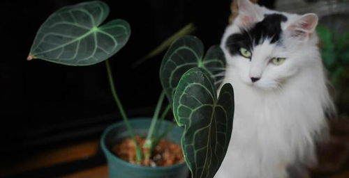 水晶花燭和一只家貓