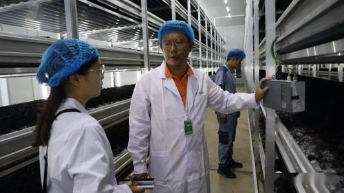 菌香飄千里，科技助搬遷——貴州岑鞏以菌產(chǎn)業(yè)年供300崗位，助力易地搬遷群眾城市扎根